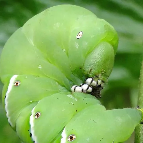 Pests and Diseases of Tomatoes - Fullerton