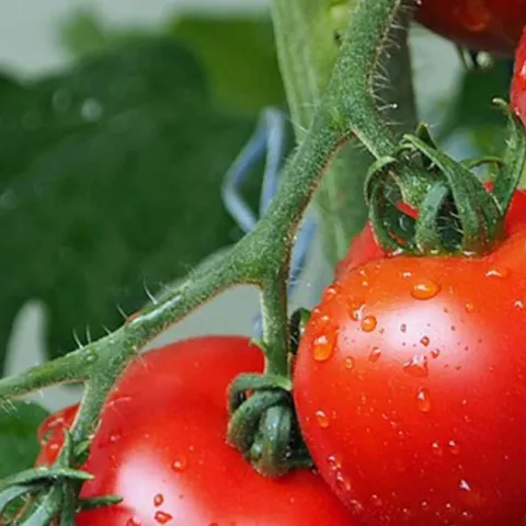 [PODCAST] Home Grown Tomatoes