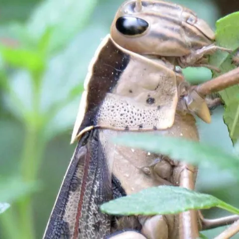 Visit Our Booth! - Corona del Mar