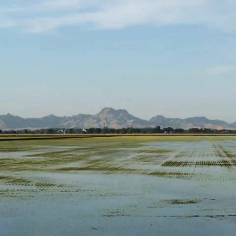 Yuba Sutter Rice field