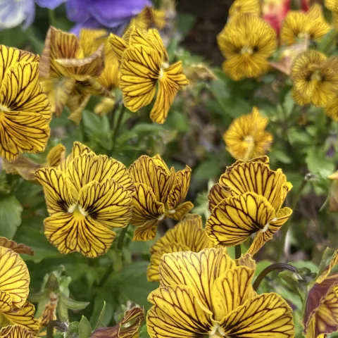 Striped pansies
