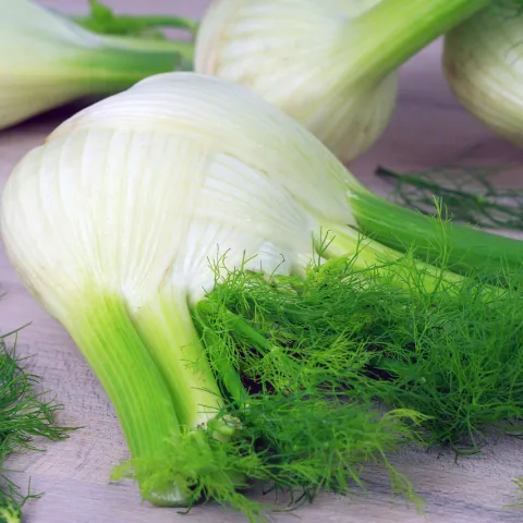 White bulb with ferny green stalks