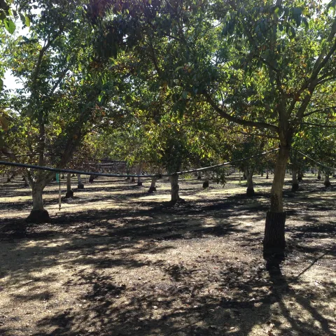 Walnut Fields in the Sacramento Valley