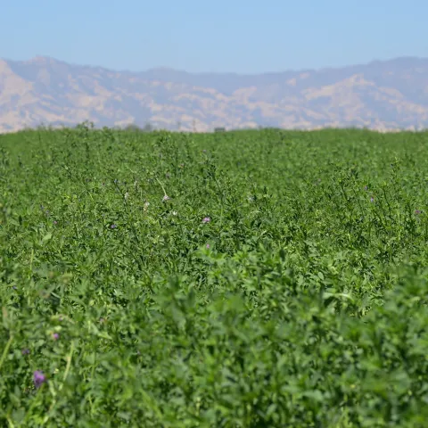 Green alfalfa field with scattered blooms of purple flowers blowing in the wind.