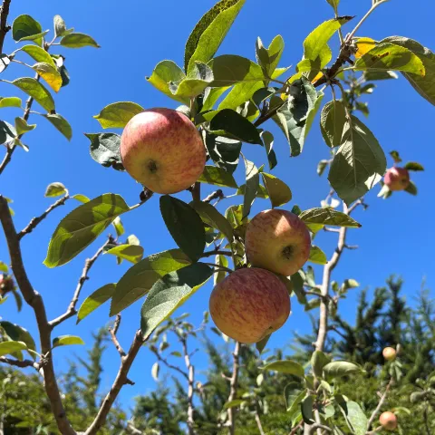 apple tree