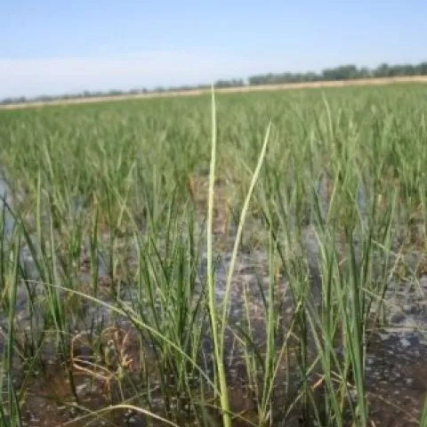 bakanae rice plant in a rice field