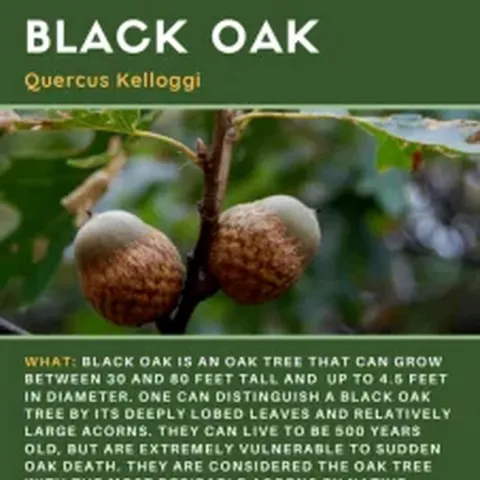 imagen de bellotas de roble negro y historia de estas bellotas