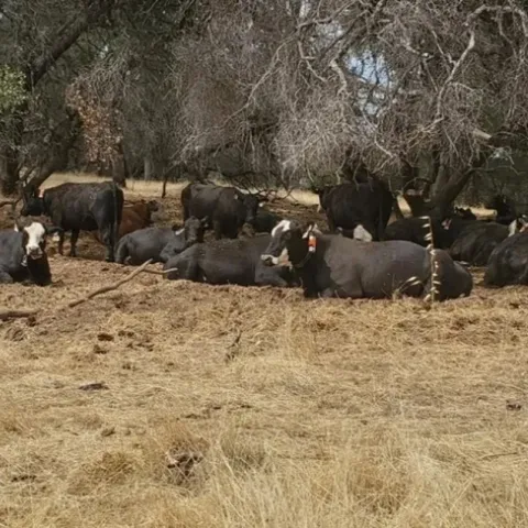 Las vacas descansando en un pastizal 