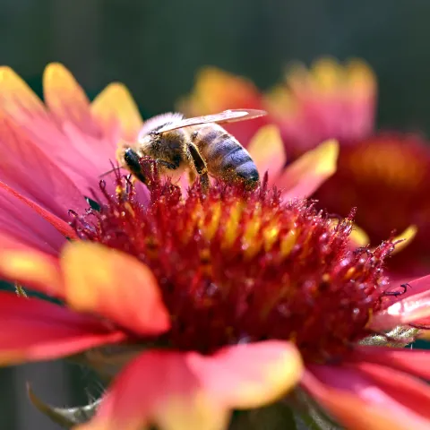 Honey bee nectaring on blanket flower, Gaillardia. (Photo by Kathy Keatley Garvey)