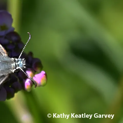 Checkered skipper butterfly. (Photo by Kathy Keatley Garvey)