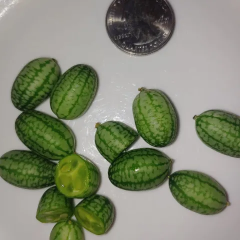 small, watermelon-looking cucumbers