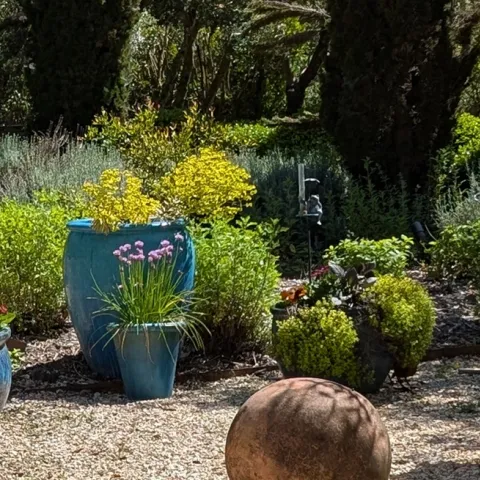 lawn replacement tips Sonoma County