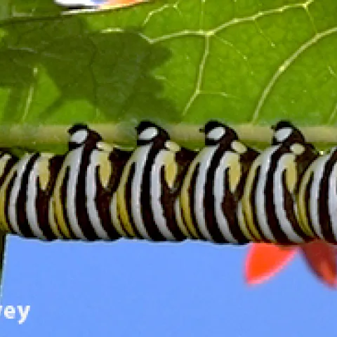 Monach caterpillar on tropical milkweed. (Photo by Kathy Keatley Garvey)