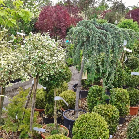 Variety of tree and shrub potted plants in a nursery. 