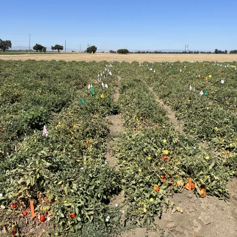 Tomato field with colored flags marking emerged branched broomrape clusters. 