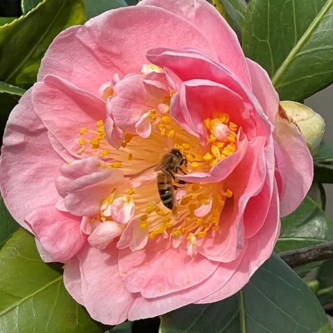 western bumblebee on camellia flower