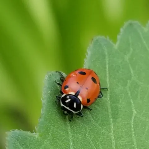 convergent lady beetle