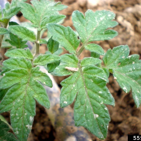 Green tomato plant leaves with white damage chewed spots and a brown moth standing atop one leaf.