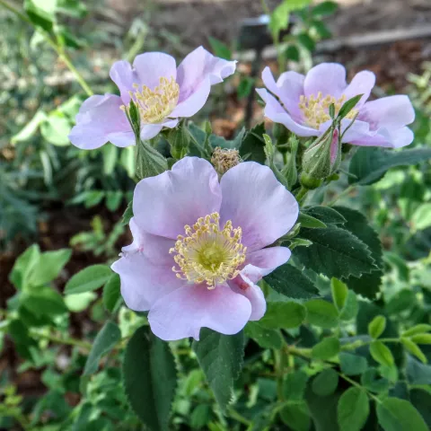 California wild rose in the Wildlife Habitat Garden at the Master Gardener Demonstration Garden at Patrick Ranch. Brent McGhie