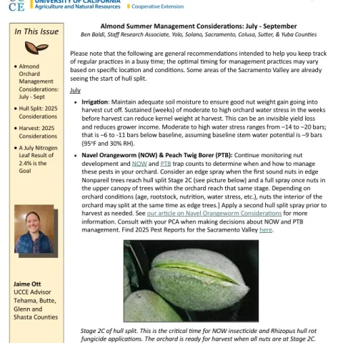 Almond News Summer 25