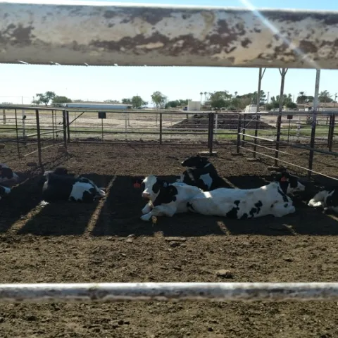 Imperial Valley Feedlot