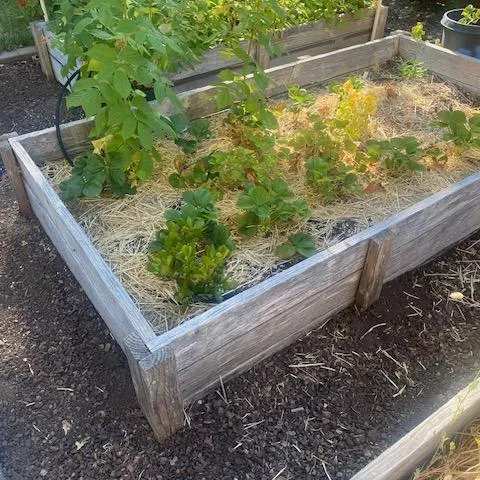 garden bed of strawberries