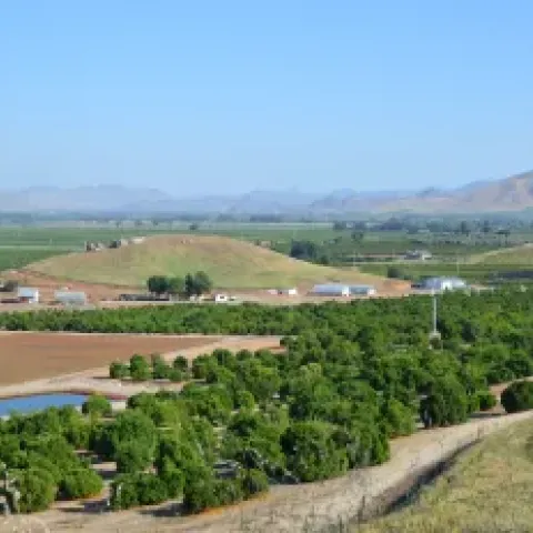 Overlooking Lindcove REC citrus trees