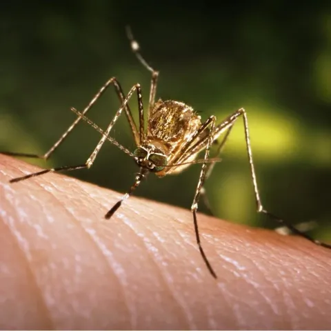 Un mosquito de cerca