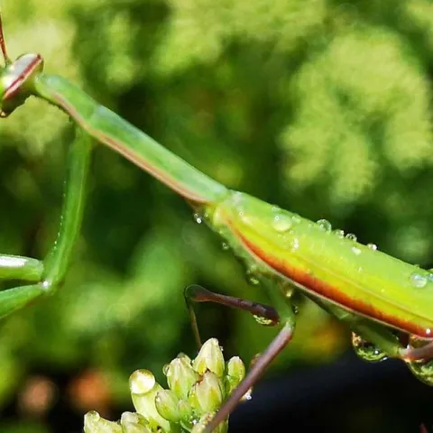 Beneficial Bugs - Yorba Linda