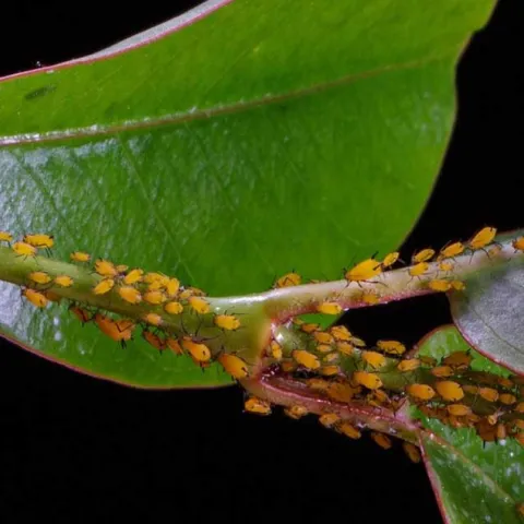 Garden Scene Investigator - Zoom