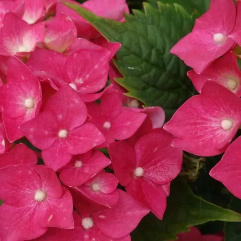 Shade Gardens - Laguna Beach