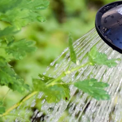 Water Better, Not Better - Westminister