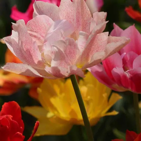 Beautiful Bulbs - Fullerton