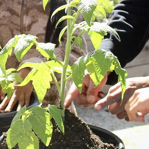 This Month In The Garden – July 2025