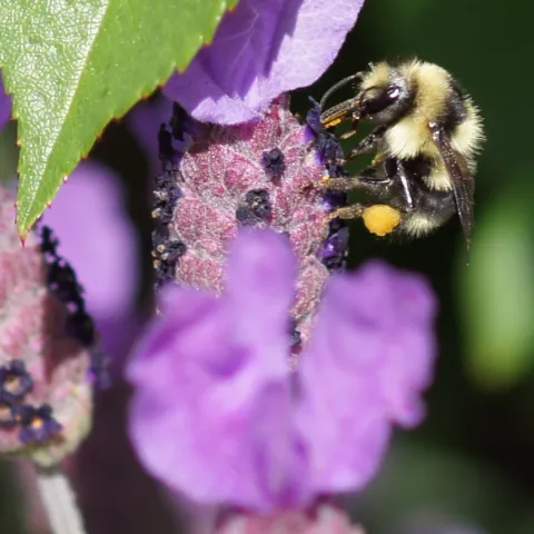 bumble bee on purple spanish lavender