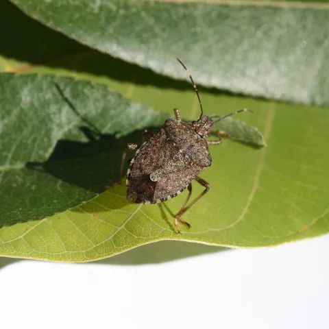 A brown shield-shaped insect walking on a green leaf.