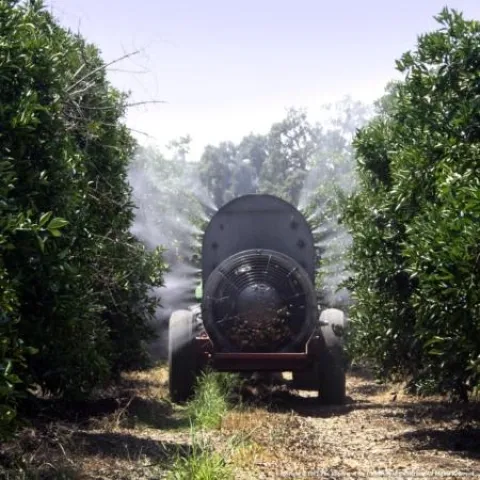 A control for a citrus bacteria