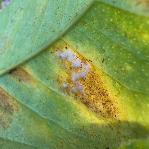 Citrus Whitefly Colony