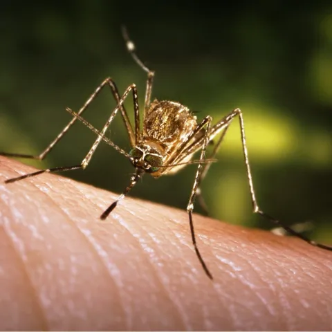 A close up of a mosquito feeding on a person