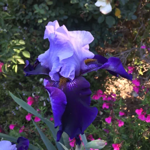 lavender standards and dark purple falls of an iris