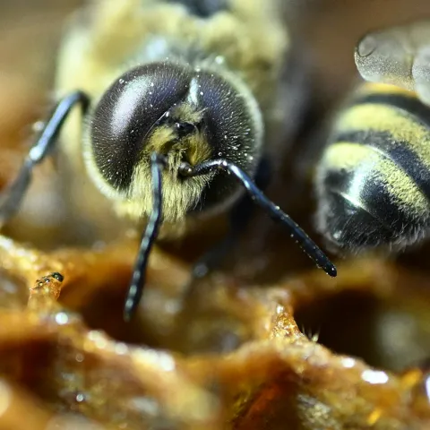 A drone and a worker bee. (Photo by Kathy Keatley Garvey