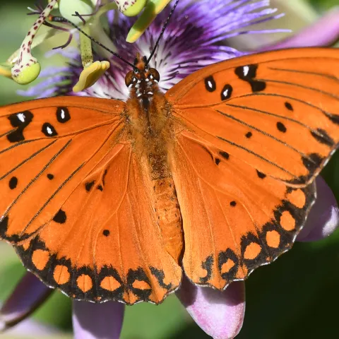 Gulf Fritillary spreading its wings. (Photo by Kathy Keatley Garvey)
