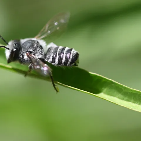 Leafcutter bee on stem. (Photo by Kathy Keatley Garvey)