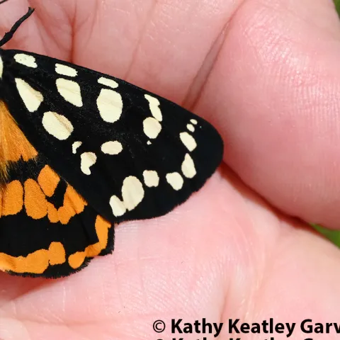 Ranchman's tiger moth. (Photo by Kathy Keatley Garvey)