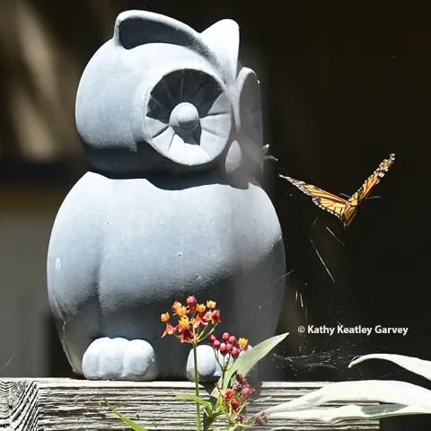 Monarch butterfly fluttering by a garden owl. (Photo by Kathy Keatley Garvey)