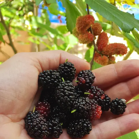 dark colored mulberry fruit in a hand