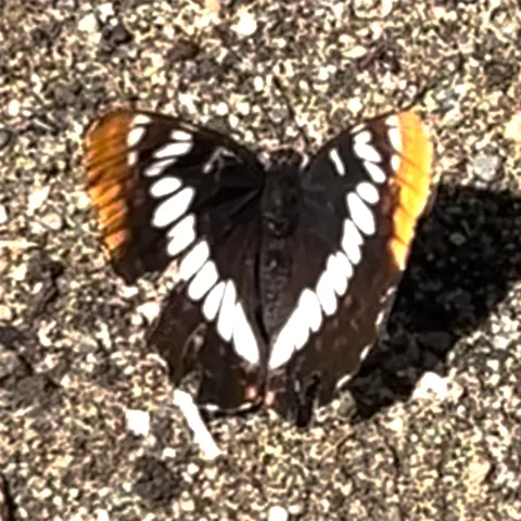 Lorquin's admiral. (Photo by Marilyn Sexton)