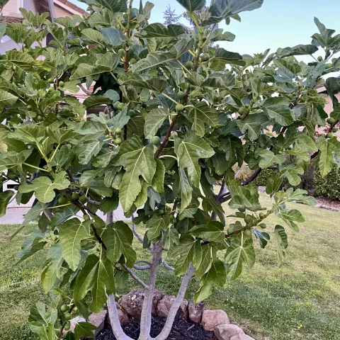 multibranched fig tree surrounded by rocks at the base
