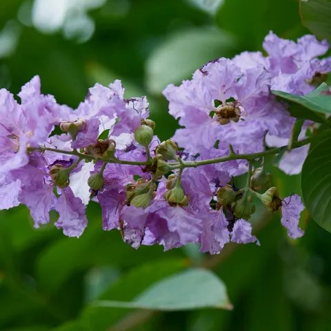 lavender colored crape myrtle flower
