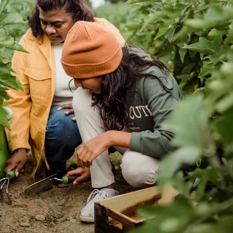 two people raking the soil in garden